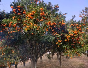 गण्डकीमा क्षेत्रफलसँगै सुन्ताला उत्पादन बढ्यो