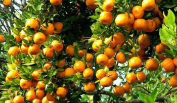 पाल्पामा सुन्तला महोत्सव हुँदै