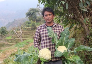 एकै ‘सिजन’मा काउली बिक्रीबाट छ लाख आम्दानी