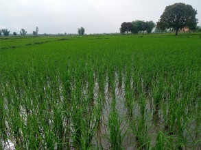 साउन सकिँदा महोत्तरीमा करिब ७५ प्रतिशत रोपाइँ