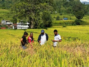धानबालीमा फड्के कीराको सङ्क्रमण