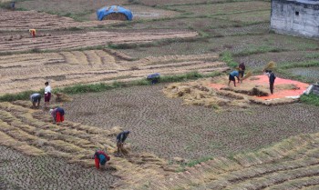 नुवाकोटका किसान बर्सातकै बीचमा धान भित्र्याउन व्यस्त