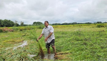 बेमौसमी वर्षाले सुनसरीमा दुई अर्ब बढीको कृषिउपज नष्ट