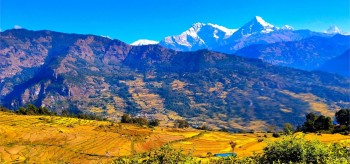 उन्नत जातका धानखेतीतर्फ आकर्षण