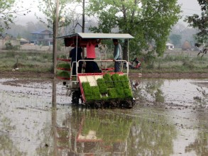 मेसिनबाट धान रोपाइँमा किसानको आकर्षण