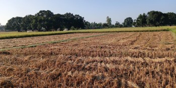 दसैँको सँघारमा किसानलाई धान भित्र्याउने चटारो