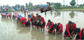‘ड्रोन’मार्फत मल छरेर ‘मेसिन’मार्फत रोपियो धान