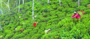 झापाबाट एघार करोडको चिया निर्यात