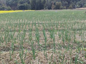 रुपामा एक लाख ७५ हजार किलो लसुन र प्याज उत्पादन गर्ने लक्ष्य