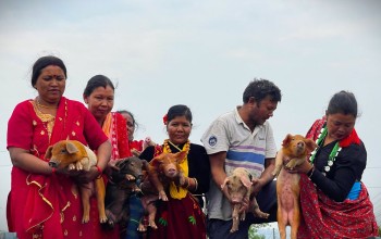 कृषिकर्म गरिरहेका कृषकलाई बंगुरको पाठा वितरण