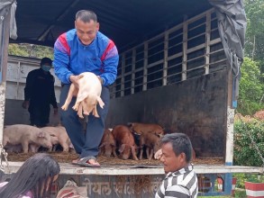 महिला, अपांगता भएका र विदेशबाट फर्किएकालाई बंगुरका पाठा