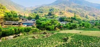 बागलुङमा एक अर्ब ९४ करोड ६० लाखको आलु उत्पादन