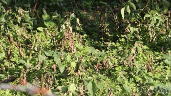 भोजपुरमा हिउँदे आलुमा डढुवाको संक्रमण