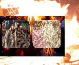 सुदूरपश्चिममा ‘पुसे १५’ मनाइँदै