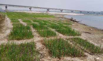 कर्णाली नदी बगरमा लोभलाग्दो प्याजखेती