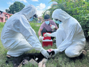 सुदूरपश्चिममा रेबिज संक्रमणको चुनौती बढ्दो