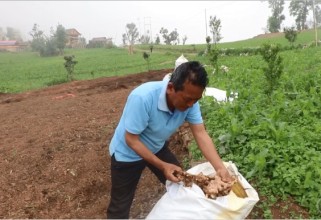 वैकल्पिक बालीका रुपमा अदुवाखेती गर्दै खोक्सिकका किसान
