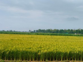 धानखेतीको तालिका बदलिँदैः अब जेठमै पाक्छ धान