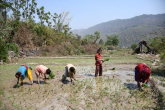 चैते धानप्रति दाङका किसानको आकर्षण बढ्दो