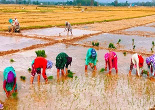 कृषकहरूकाे पौरख