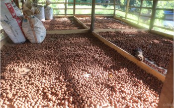 रुद्राक्ष खेतीबाट मनग्य आम्दानी