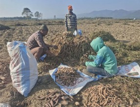 किसानलाई सखरखण्ड खन्नेदेखि बिक्रीका लागि भ्याइ नभ्याइ