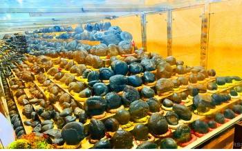 धार्मिक पर्यटकका लागि आकर्षक गन्तव्य बन्दै शालग्राम संग्राहालय