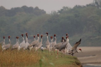 सारसको रोजाइमा लुम्बिनी : स्थानीयको संरक्षणले फस्टाउँदै प्रजननस्थल