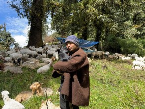 भेडापालनमा भविष्य खोज्दै आस्मन