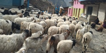 लाग्यो उँभौली, भेडाबाख्रा धपाउँदै लेक चढे गोठालाहरु