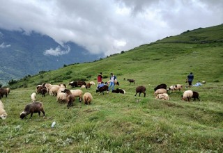 भाल्चेको भेडा फार्मः नश्ल सुधारदेखि पर्यटन प्रवर्द्धनसम्म