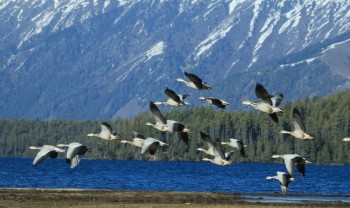 बढ्दो अतिक्रमण र प्रदूषणले संकटमा सिमसार