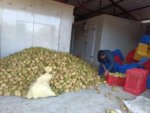 रामप्रसादराईमा दुई शीत भण्डारण निर्माण