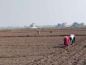 भरतपुरमा प्रांगारिक सूर्यमुखीखेती