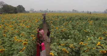 सूर्यमुखी बगानले बढायो कृषि पर्यटन