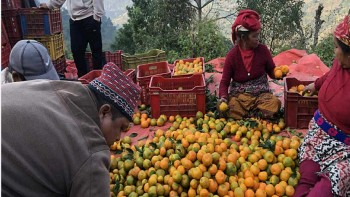 सुन्तला ढुवानीमा समस्या