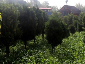 व्यावसायिक सुन्तलाखेतीमा जुट्दै भोजपुर पालुवाका किसान