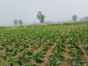 महोत्तरीमा आम्दानीको आकर्षक माध्यम बन्दै सुर्तीखेती