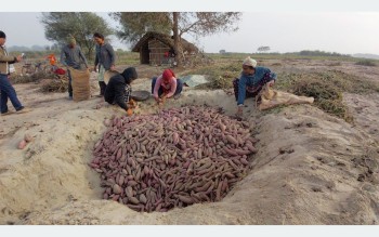 बगरमा लगाइएको सखरखण्डबाट मनग्य आम्दानी