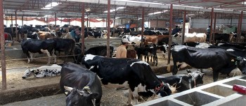 अनुदान पाएसगैँ किसान पशुपालनतर्फ आकर्षित हुर्दै