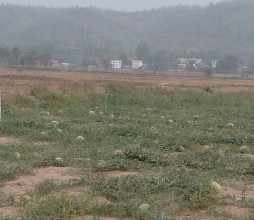 तरबुजा खेतीबाट आत्मनिर्भर बन्दै दङ्गीशरणका युवा