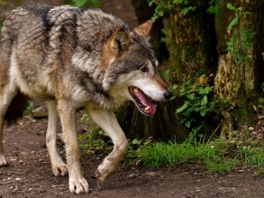 याङ्मामा ब्वाँसोको त्रास
