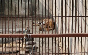 समस्याग्रस्त बाघ व्यवस्थापन गर्न ‘टाइगर सेन्चुरी’ योजना
