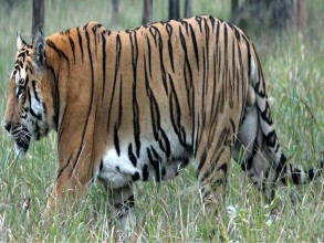 विश्व बाघ दिवसः नेपालमा बाघको सङ्ख्या ‘धान्ने क्षमता’ चार सय