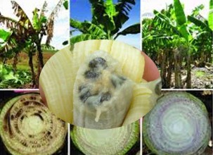 केराखेतीमा ‘टिआर फोर’ को संक्रमण