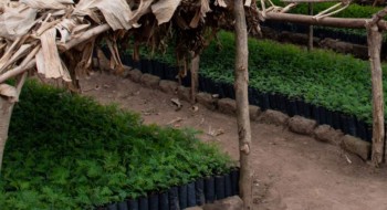 दुई लाख बिरुवा उत्पादन गर्दै डिभिजन वन कार्यालय