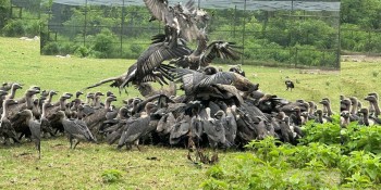 गिद्ध संरक्षणमा ऐतिहासिक सफलता