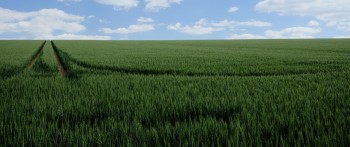 चितवनको गहुँमा नयाँ रोग