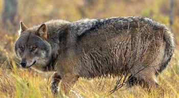 अफगानिस्तानमा ब्वाँसोको आक्रमणबाट सात जना घाइते