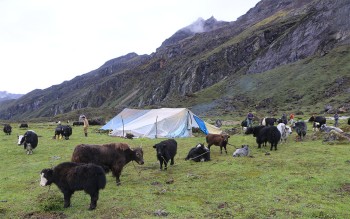 ताप्लेजुङका स्थानीय तह याक प्रवर्द्धनमा जुट्दै